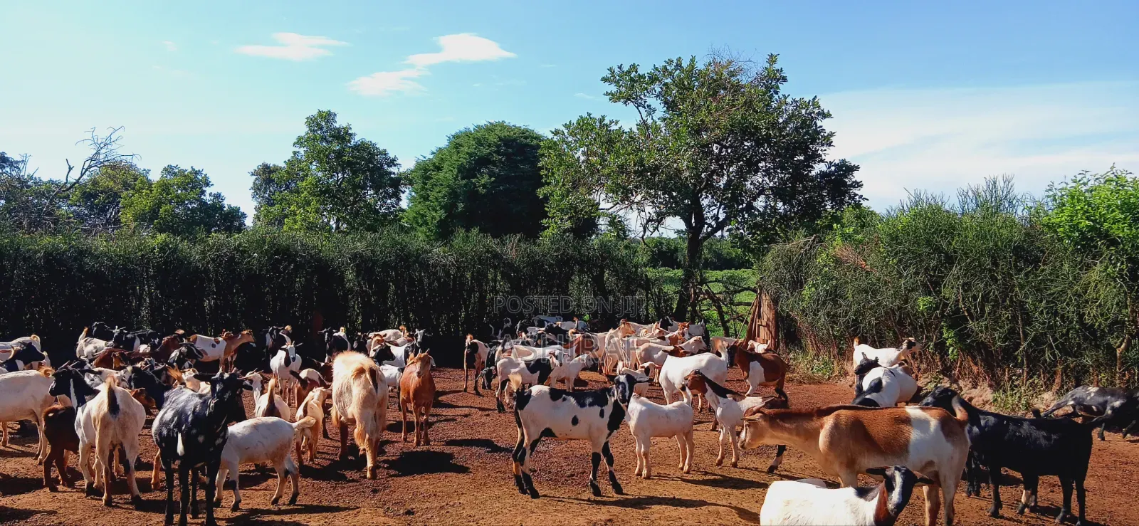 Kimeeme Prime Goats