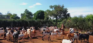 Kimeeme Prime Goats