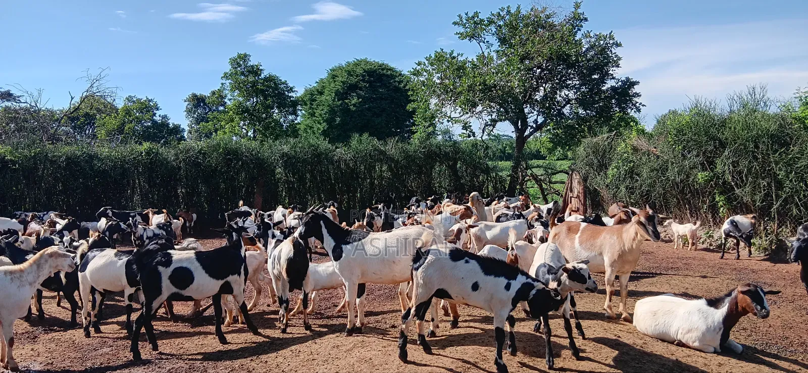 Kimeeme Prime Goats
