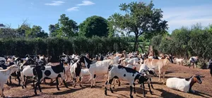 Kimeeme Prime Goats