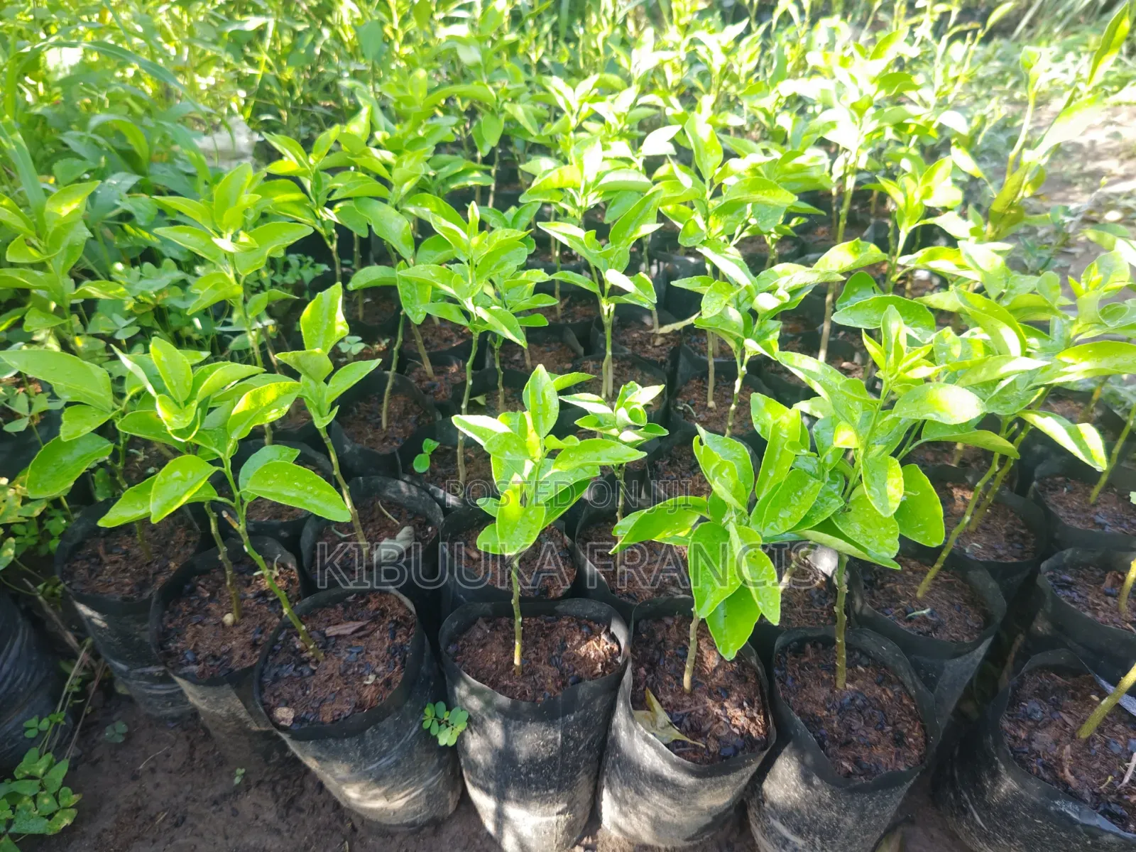 South African Pixie Orange Seedlings for Sale
