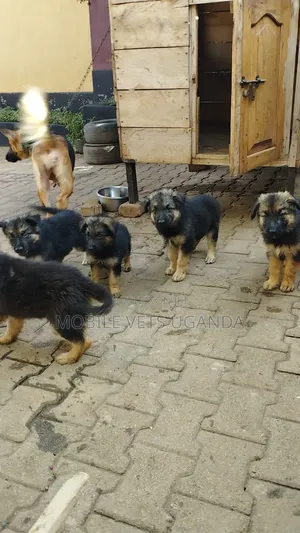 0-1 month Male Purebred German Shepherd