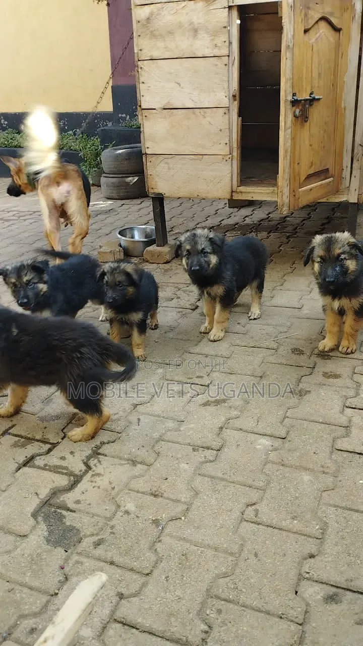 0-1 month Male Purebred German Shepherd