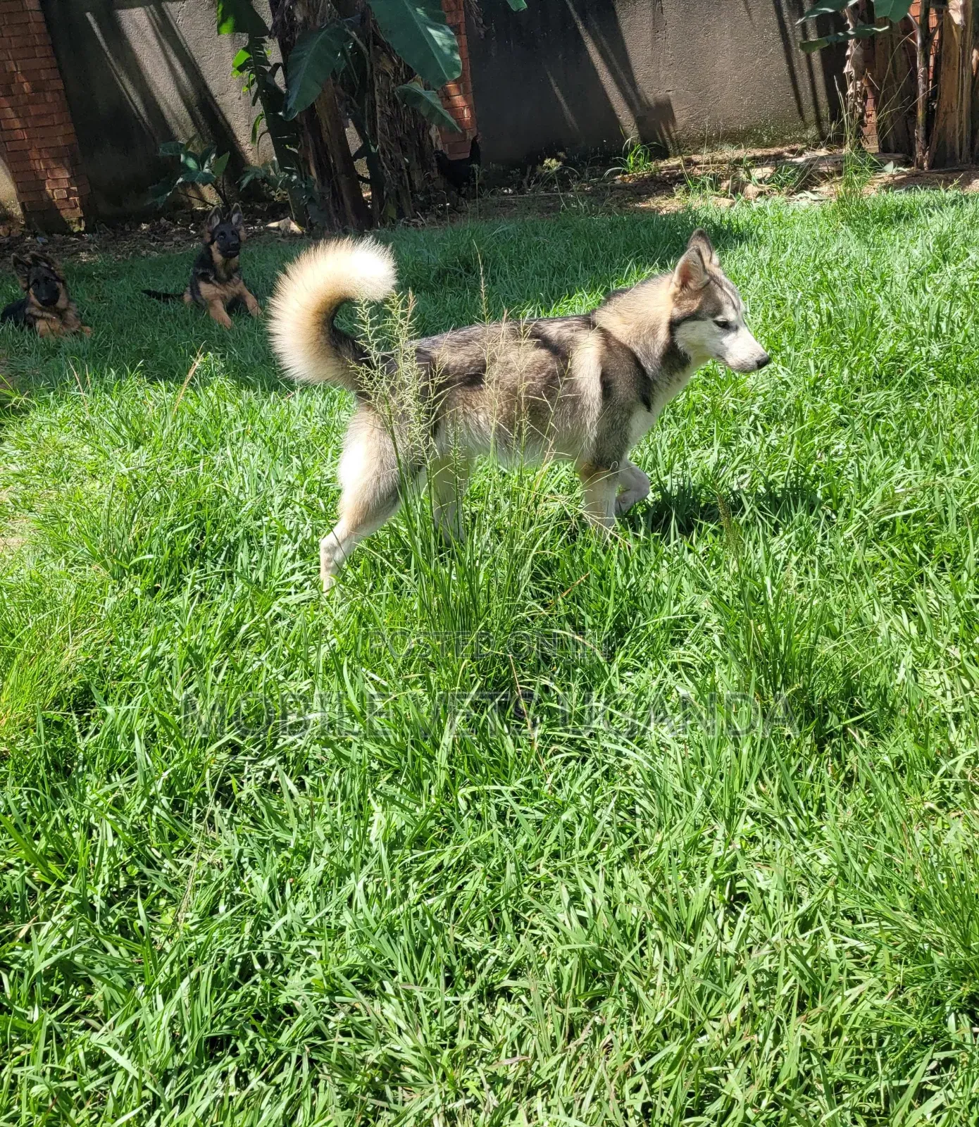 1+ year Male Purebred Siberian Husky
