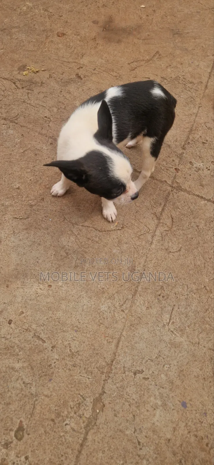 0-1 month Female Purebred Boston Terrier