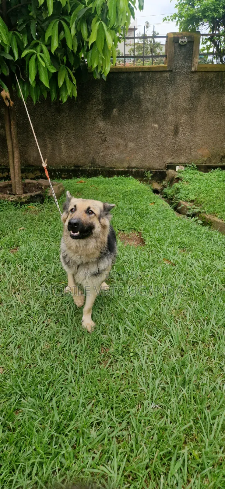 6-12 months Female Purebred German Shepherd