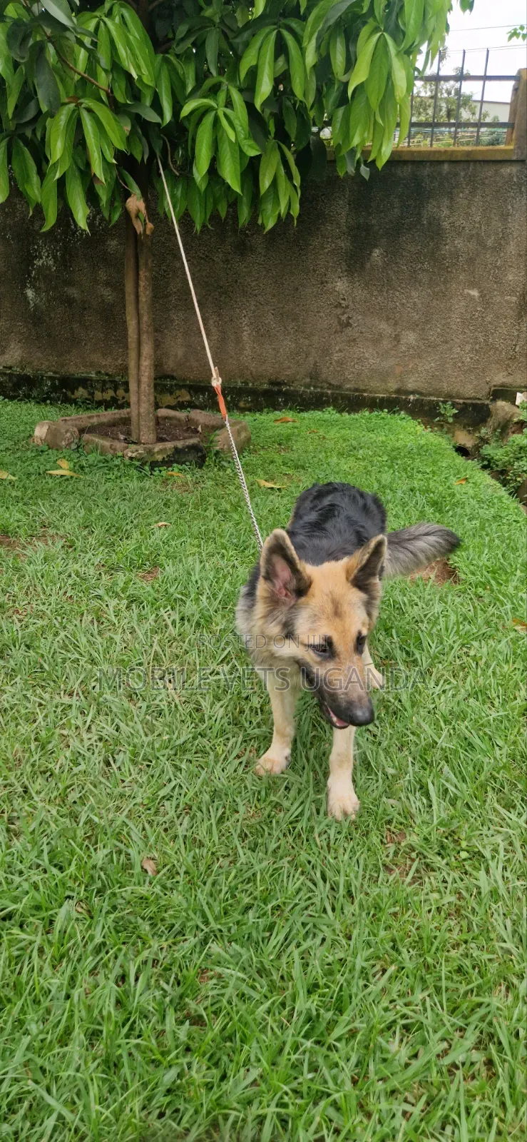 6-12 months Female Purebred German Shepherd