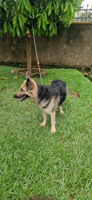 3-6 months Male Purebred German Shepherd