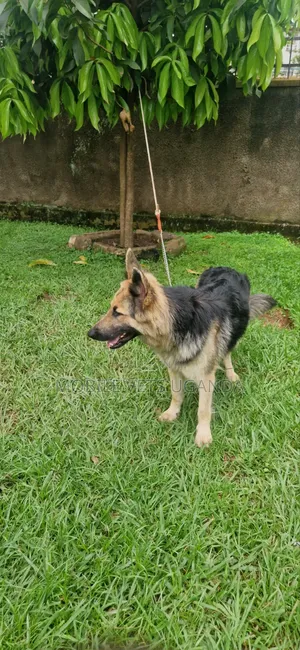 1-3 months Female Purebred German Shepherd