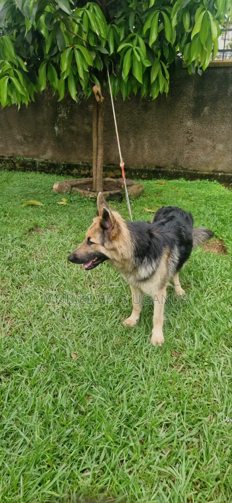 1-3 months Female Purebred German Shepherd