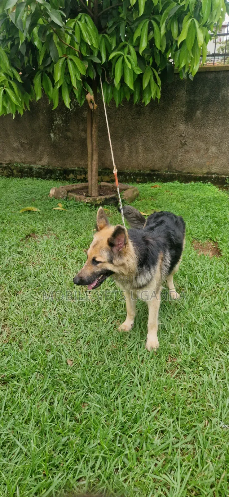 6-12 months Female Purebred German Shepherd