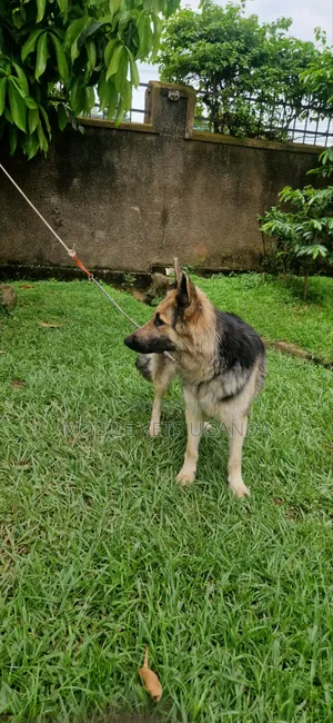 1-3 months Male Purebred German Shepherd