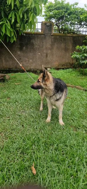 1+ year Female Purebred German Shepherd