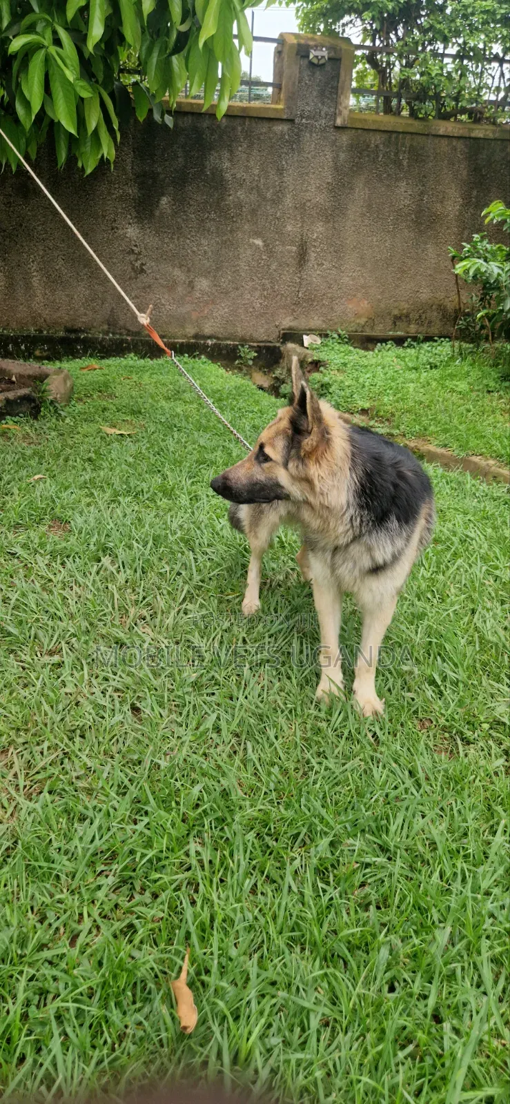 1+ year Female Purebred German Shepherd