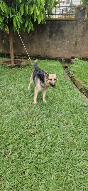 6-12 months Female Purebred German Shepherd