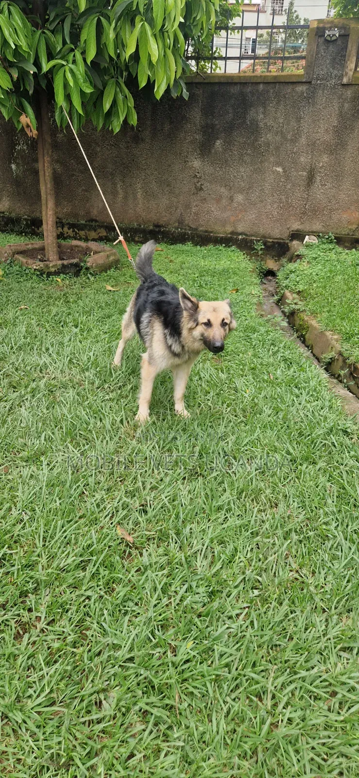 6-12 months Female Purebred German Shepherd