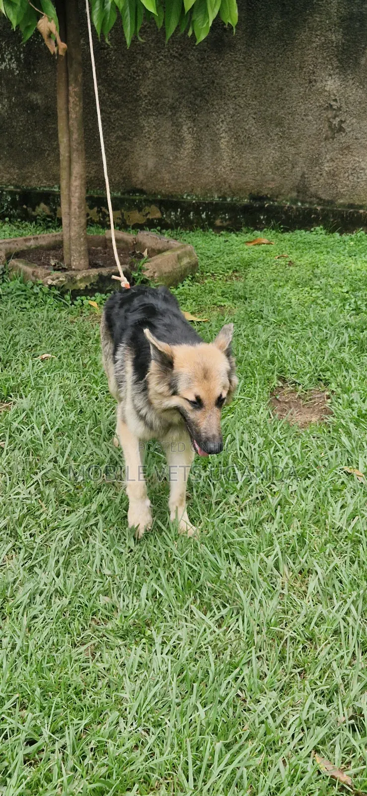 3-6 months Female Purebred German Shepherd