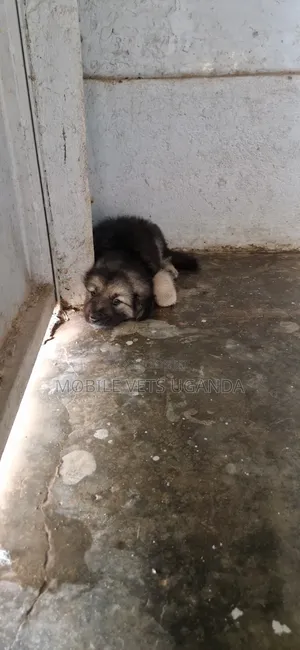 1-3 months Male Purebred German Shepherd