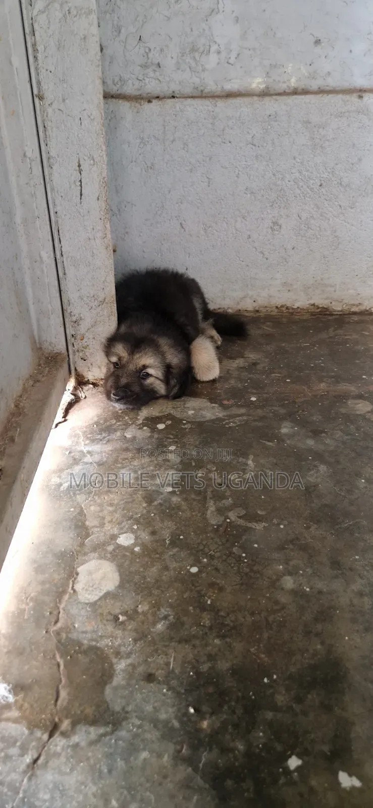1-3 months Male Purebred German Shepherd