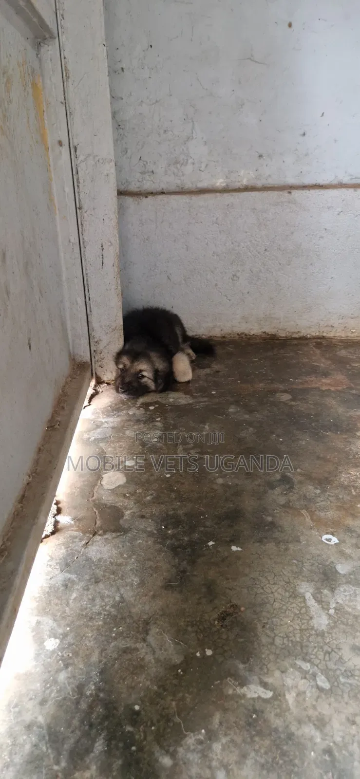 0-1 month Male Purebred German Shepherd