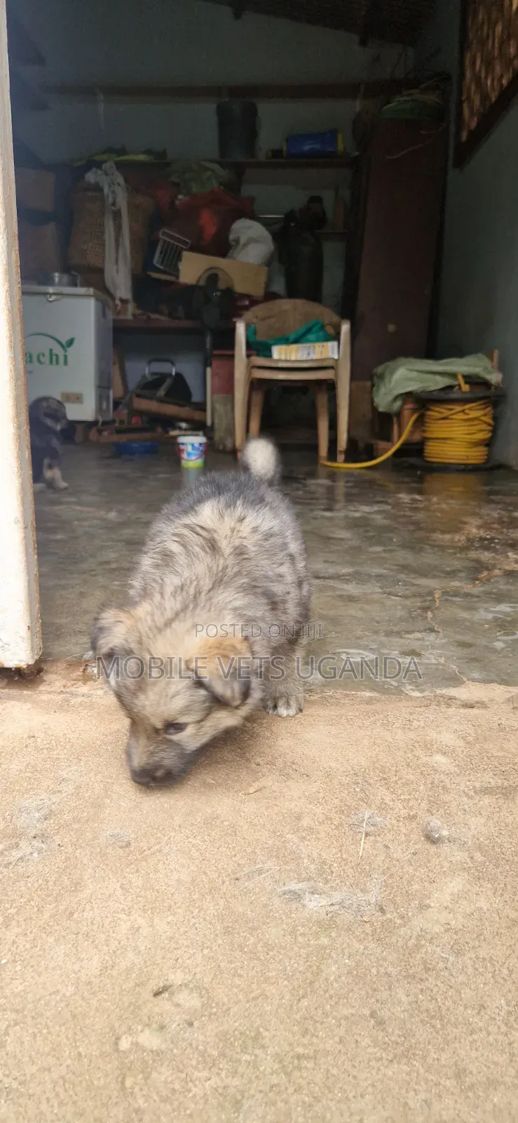 1-3 months Male Purebred German Shepherd