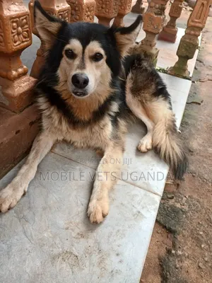 6-12 months Female Purebred German Shepherd