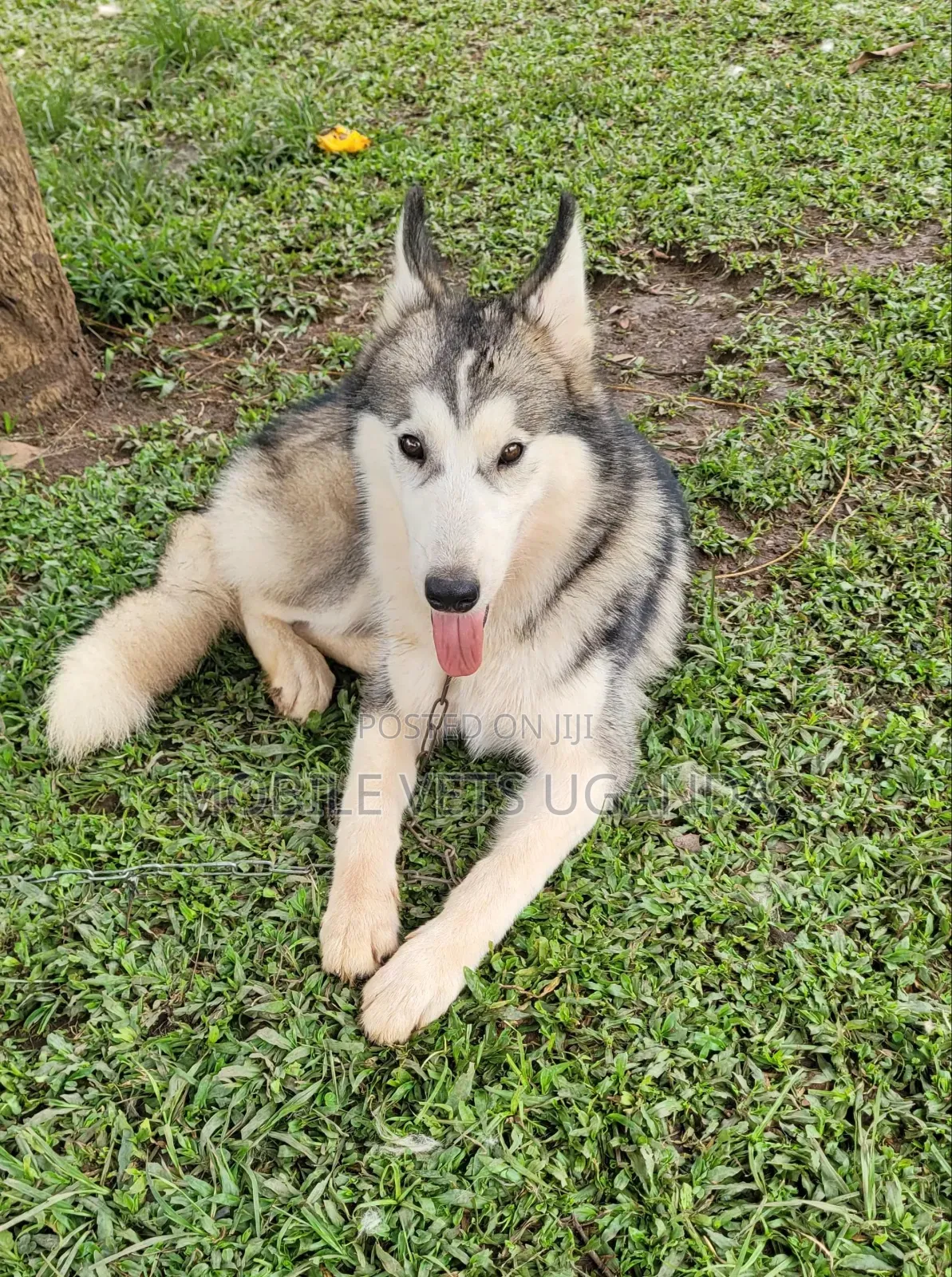 3-6 months Female Purebred German Shepherd