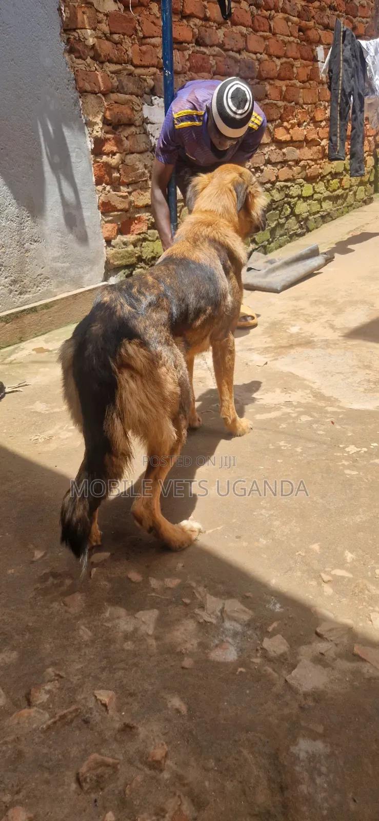 3-6 months Female Purebred German Shepherd