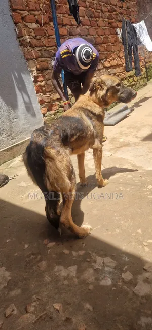 6-12 months Female Purebred German Shepherd