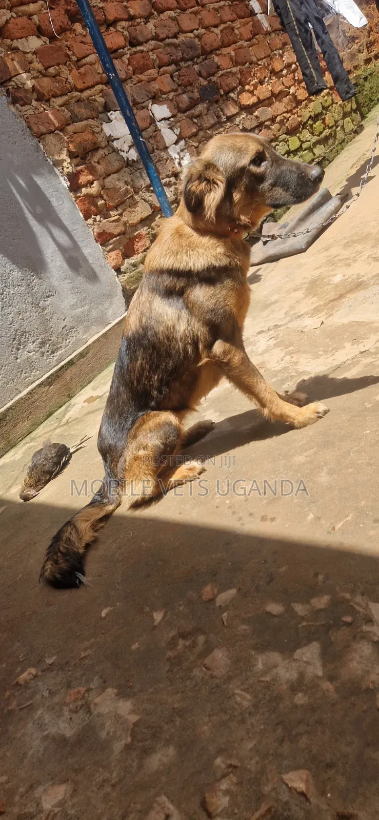 1-3 months Female Purebred German Shepherd