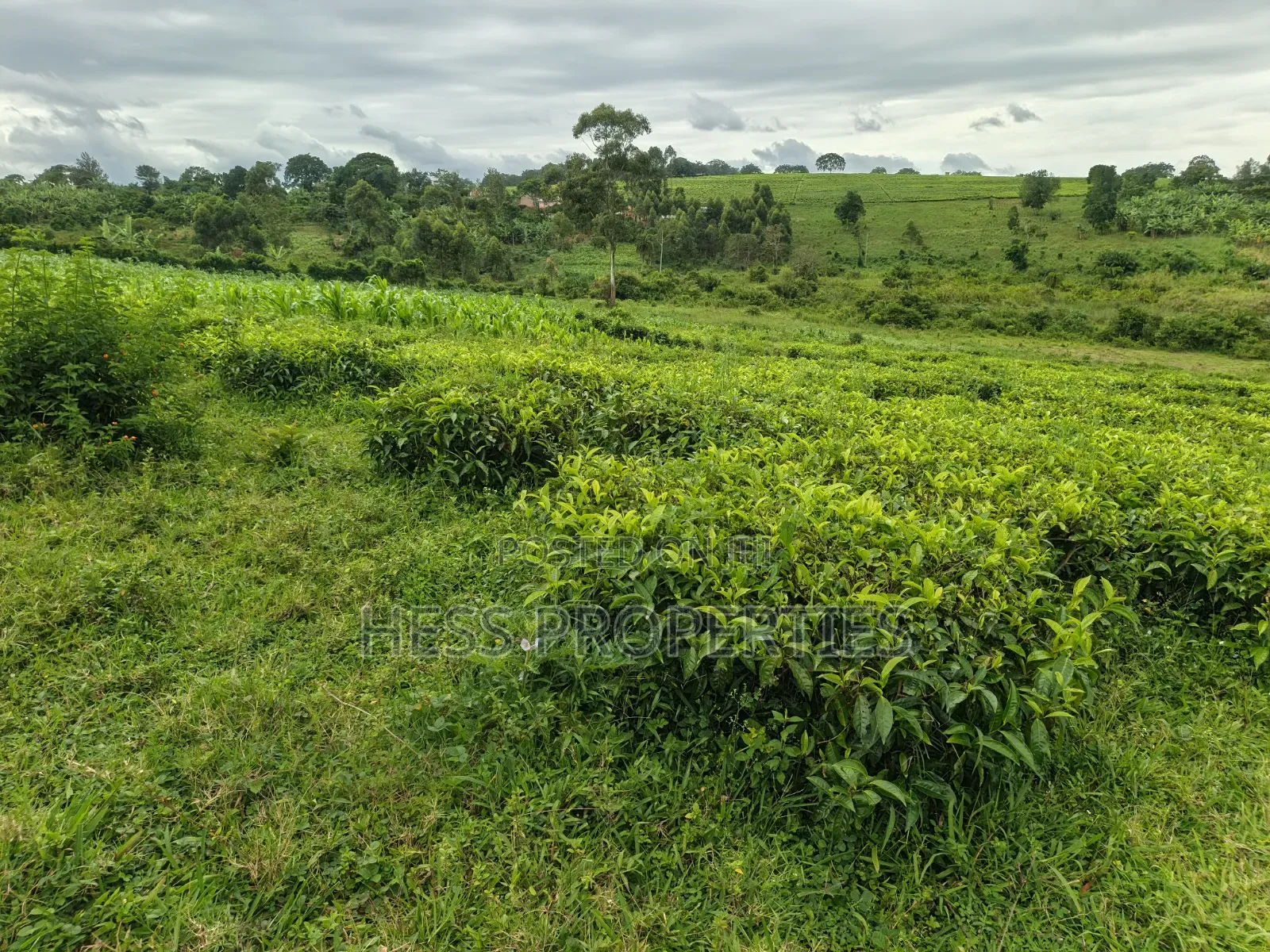 15acres of Titled Land on Sale