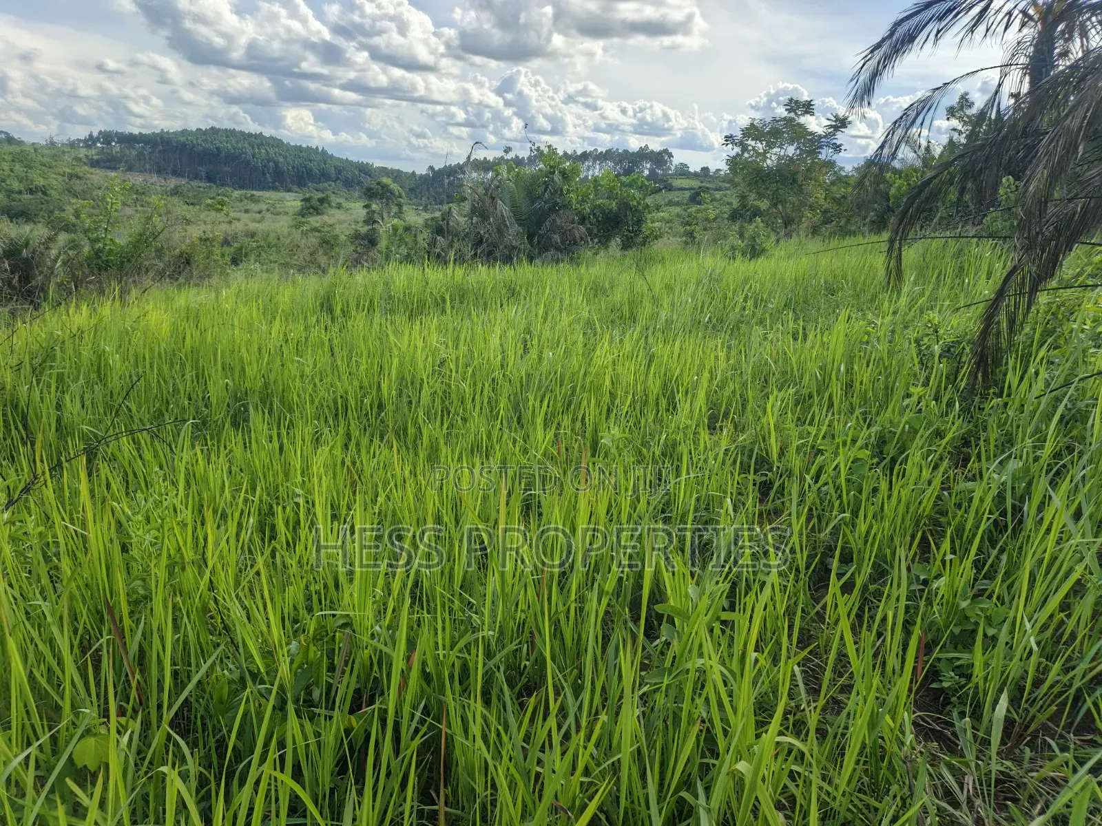 12acres of Land on Sale Located in Kyamulimi