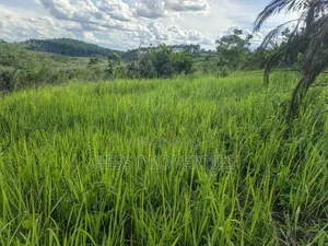 12acres of Land on Sale Located in Kyamulimi