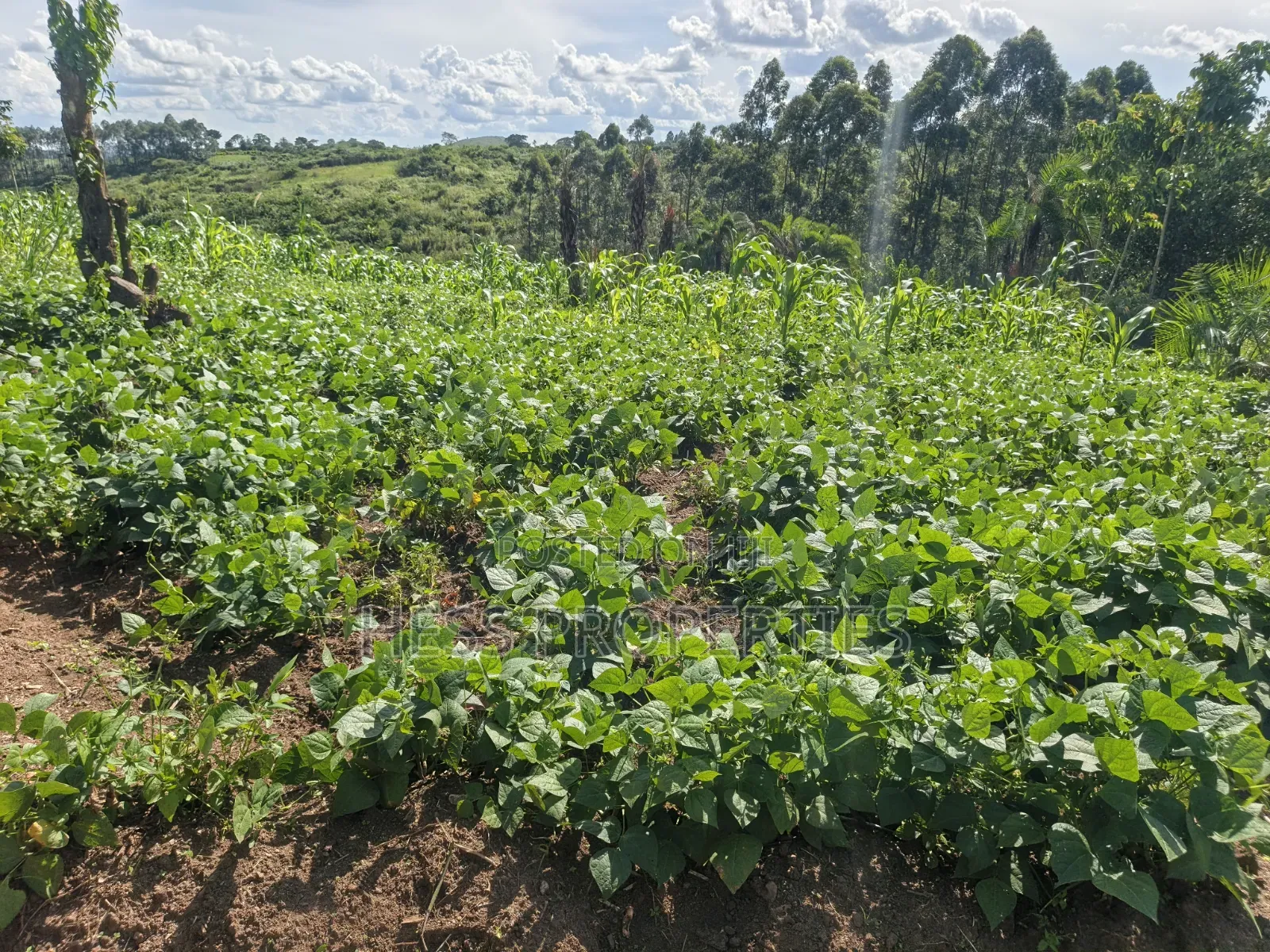 12acres of Land on Sale Located in Kyamulimi
