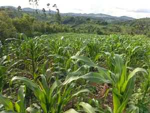 1.5acres of Land on Sale Located in Kigunda Kisojo Town Council
