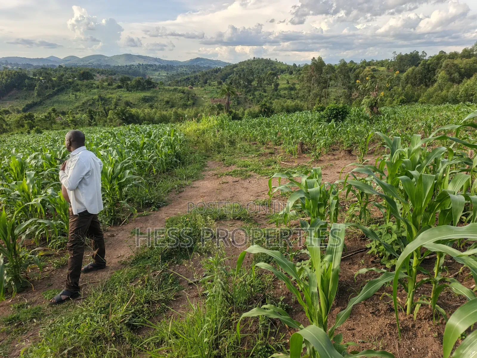 1.5acres of Land on Sale Located in Kigunda Kisojo Town Council