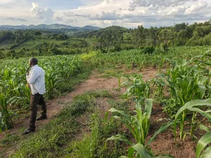 1.5acres of Land on Sale Located in Kigunda Kisojo Town Council