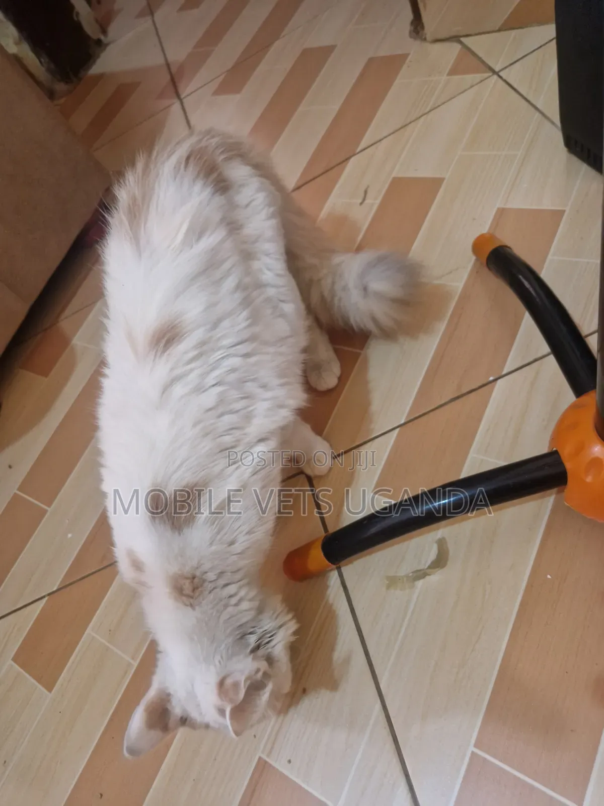 3-6 months Female Purebred Ragdoll