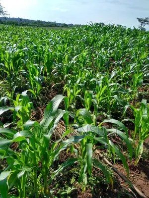 100 Acres of Private Mailo Land Is Available for Sale in Nakaseke