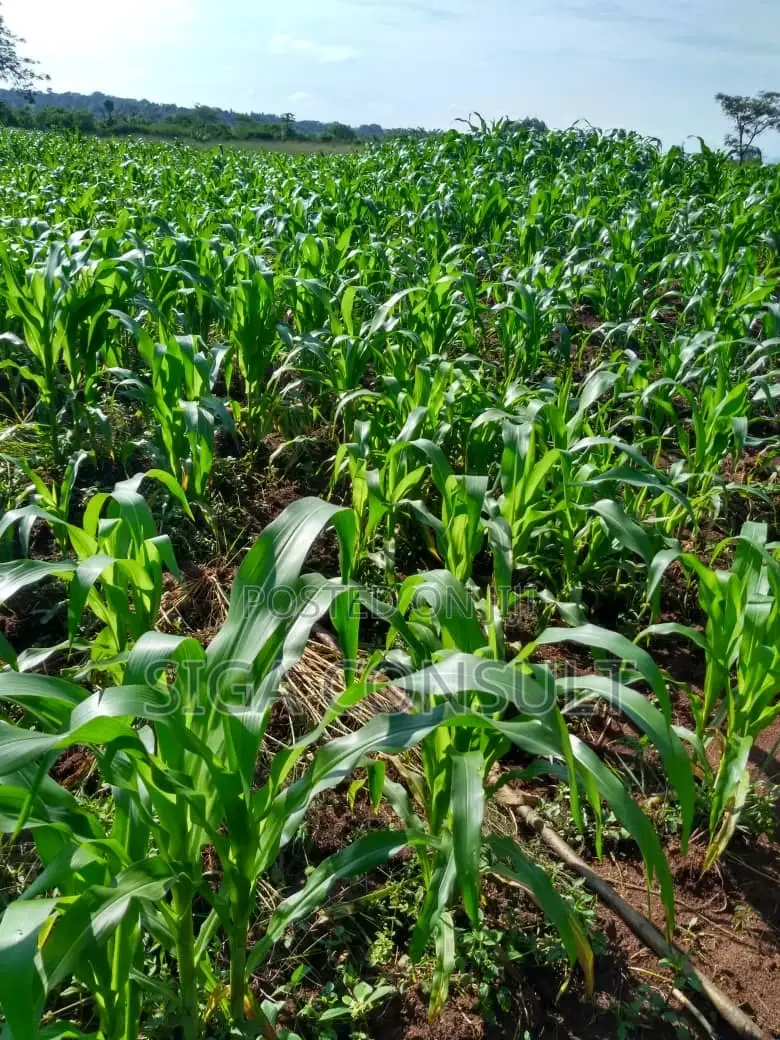 100 Acres of Private Mailo Land Is Available for Sale in Nakaseke
