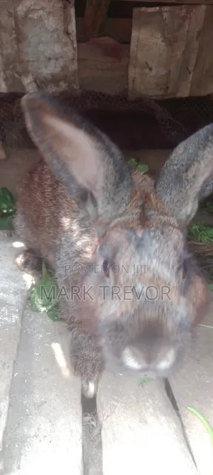 Best Rabbits Ug