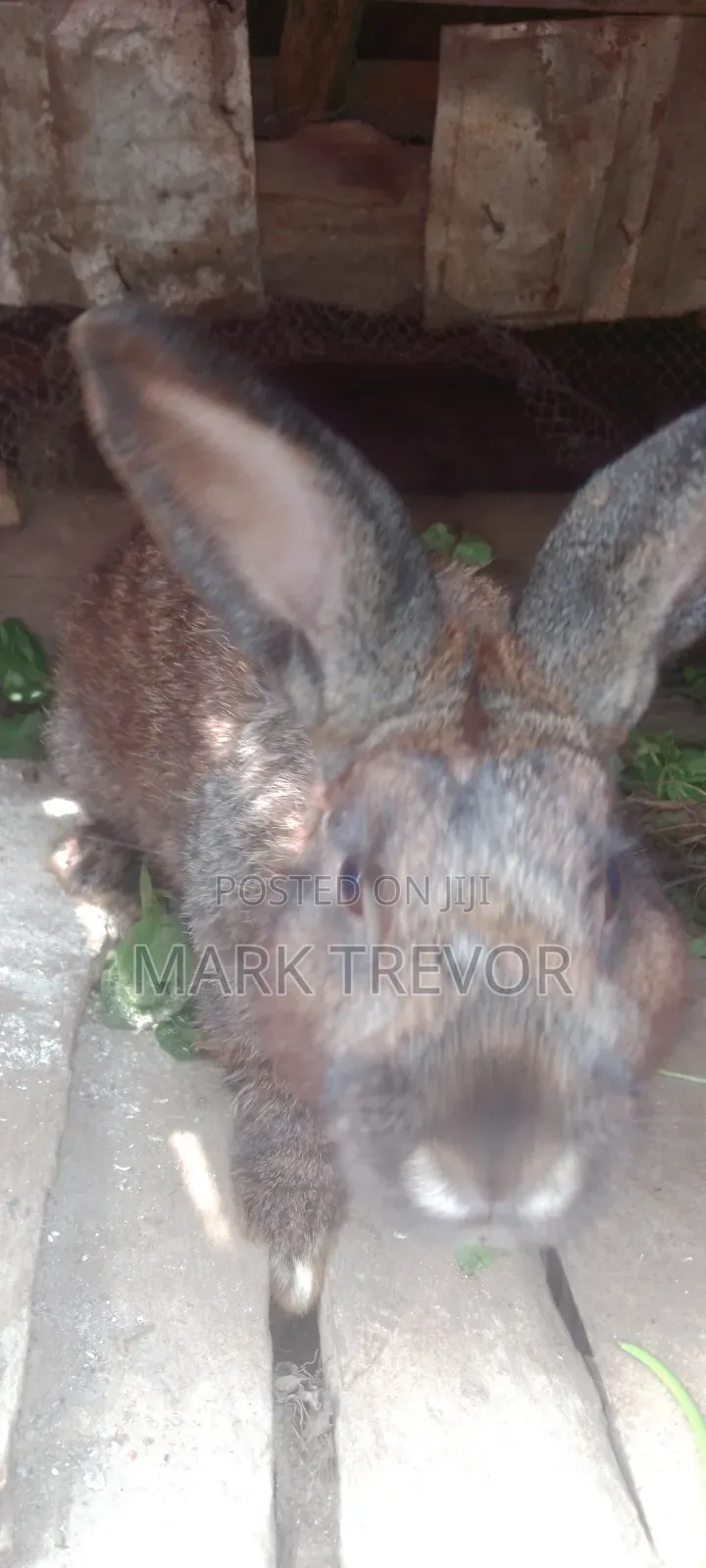 Best Rabbits Ug