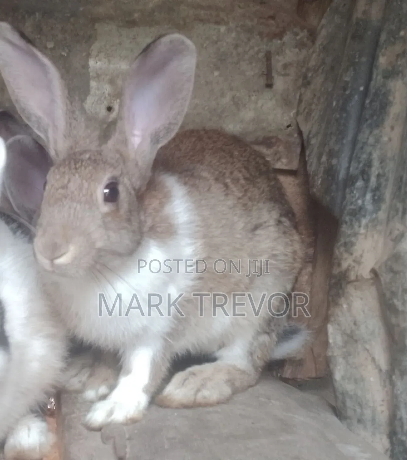 Best Rabbits Ug