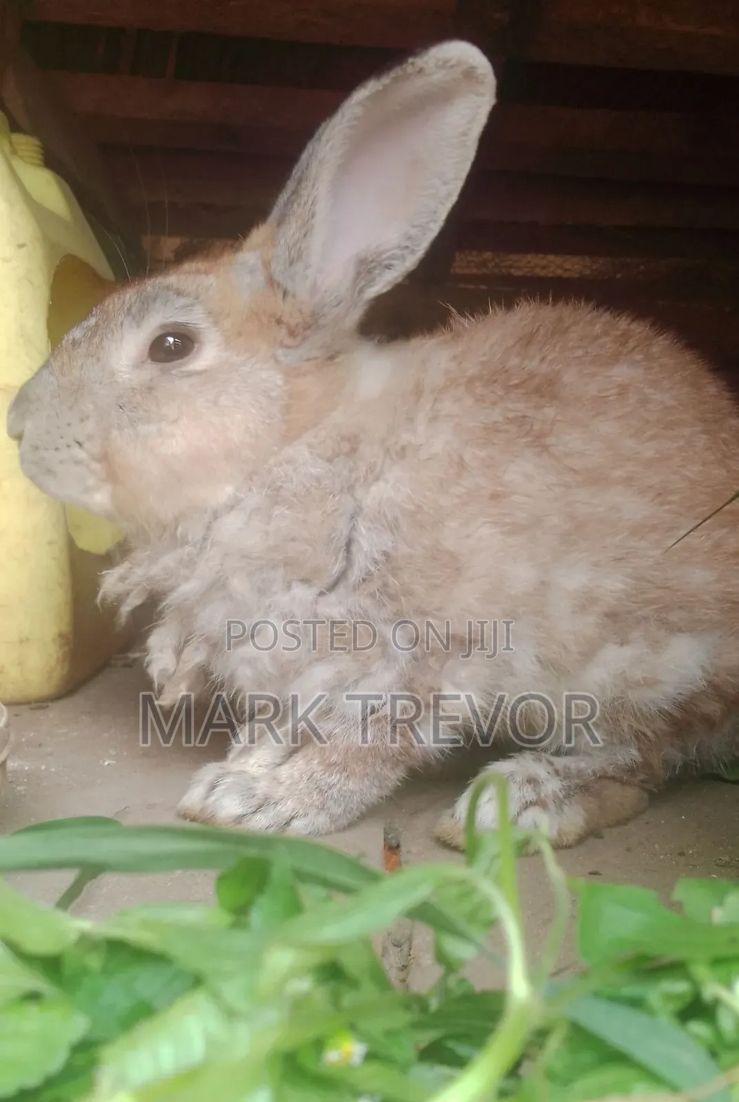 Best Rabbits Ug