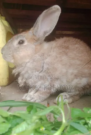 Best Rabbits Ug