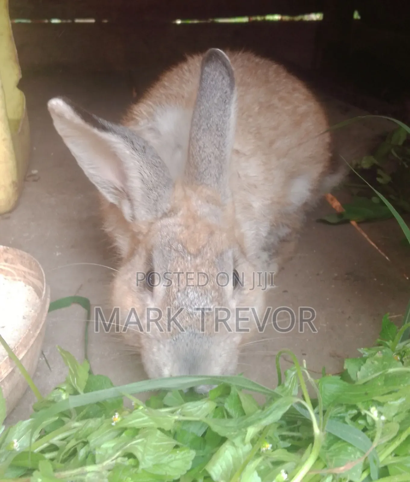Best Rabbits Ug