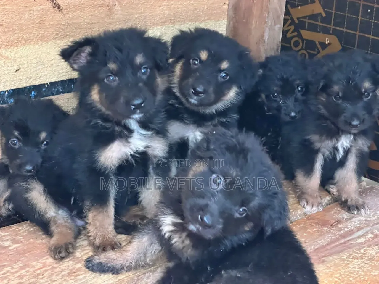 1-3 months Male Purebred German Shepherd