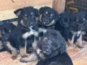 1-3 months Male Purebred German Shepherd