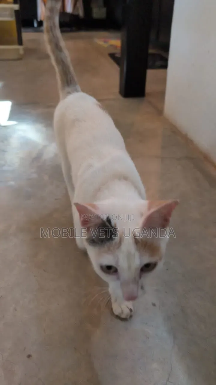3-6 months Female Purebred Bombay