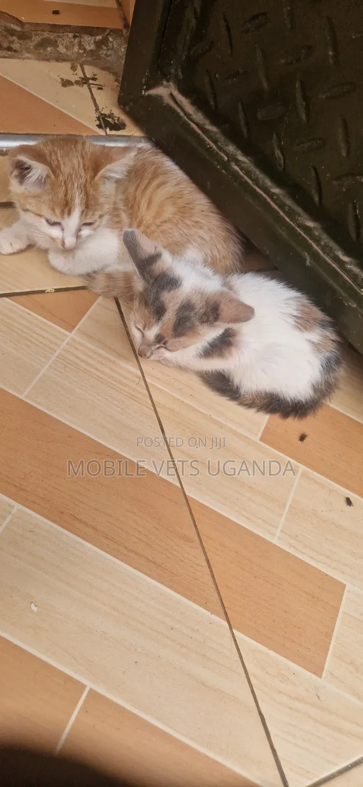 1-3 months Female Purebred Ocicat